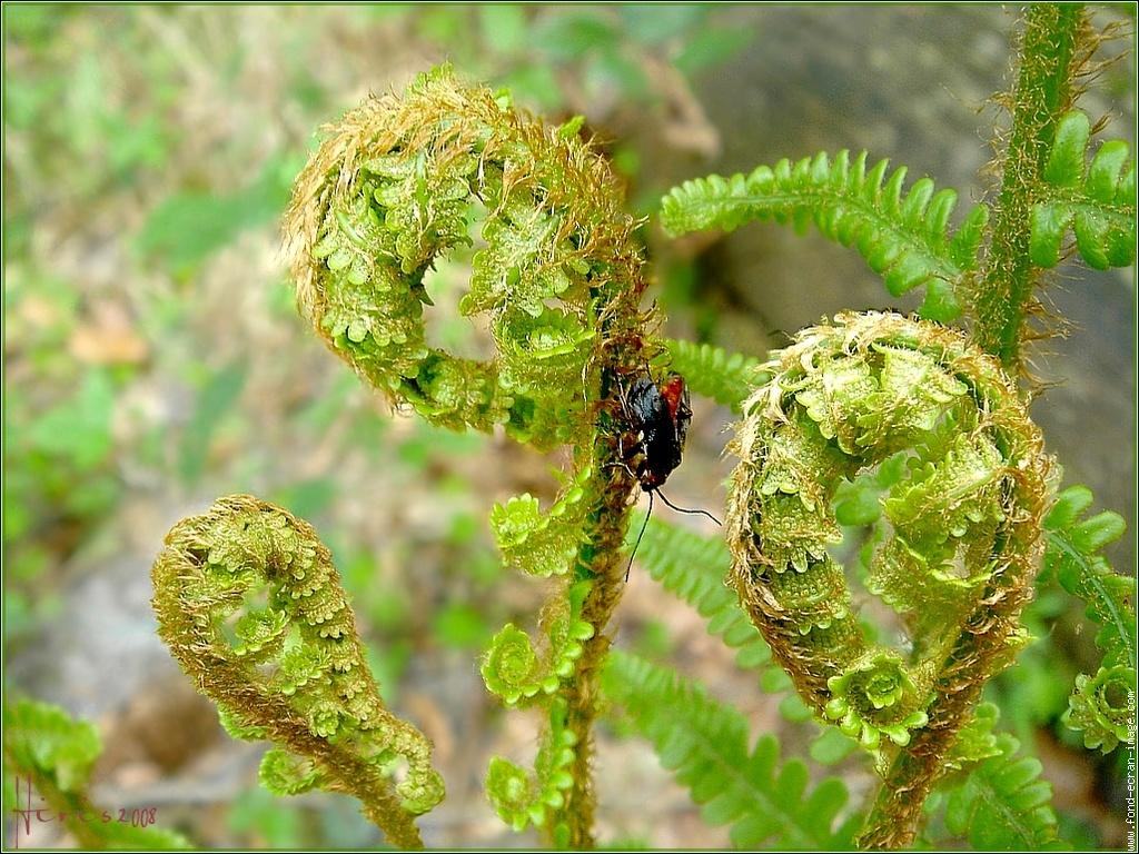 J’IRAI DEMAIN (Pierre Morhange)
