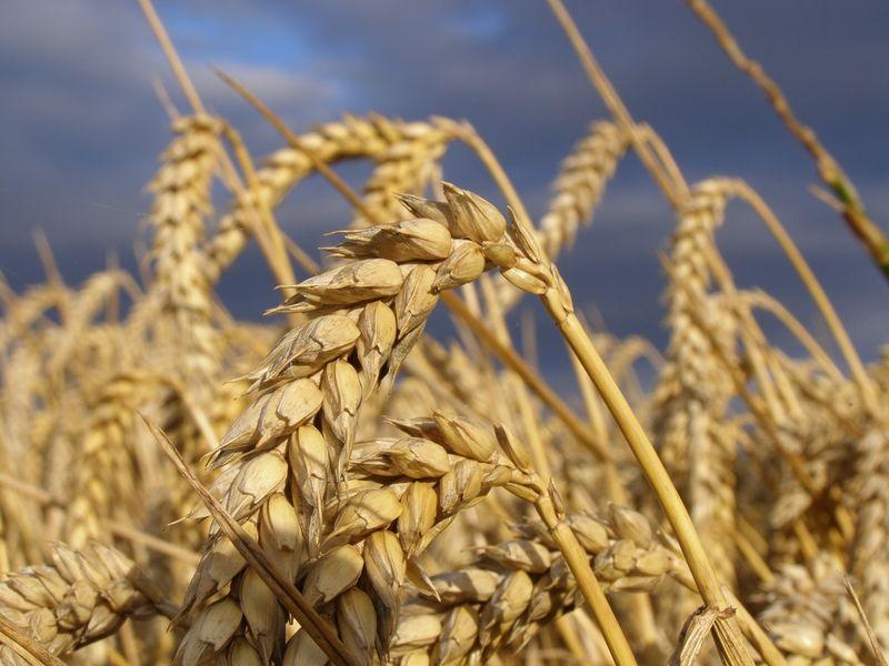 LES BLÉS (Pierre Morhange)