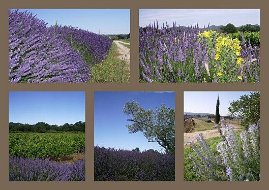 LAVANDE.jpg