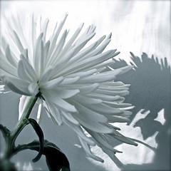 Les chrysanthèmes blancs (Abbas Kiarostami)