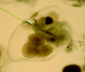 PÊCHE MINIMALISTE / MINIMALIST FISHING.