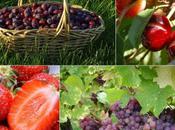 Quiz quel fruit, quelle saison....