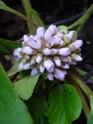  Petit à petit, on gagne du jour...Déjà ça, ça ...