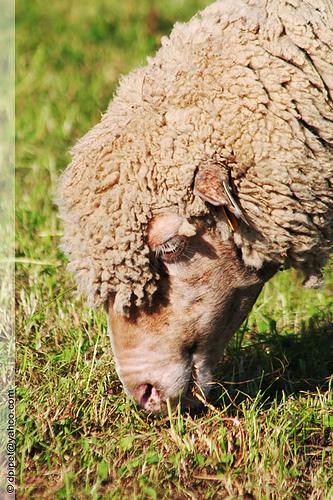 Des moutons nourris aux explosifs