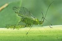 Une fécondation bien inégale.