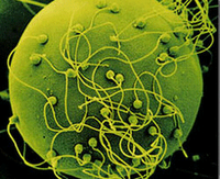 Une fécondation bien inégale.