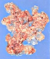 Une fécondation bien inégale.