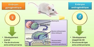Une fécondation bien inégale.