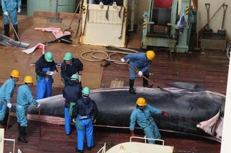 Le Japon a décidé d’interrompre prématurément sa campagne de chasse à la baleine dans l’Antarctique