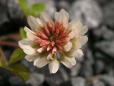 La photo mystère c'était ...