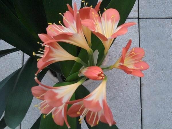 clivia1.jpg
