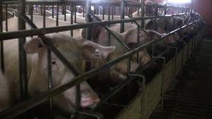 cochettes_inseminees_1