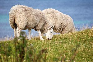 Couple-of-sheep.jpg