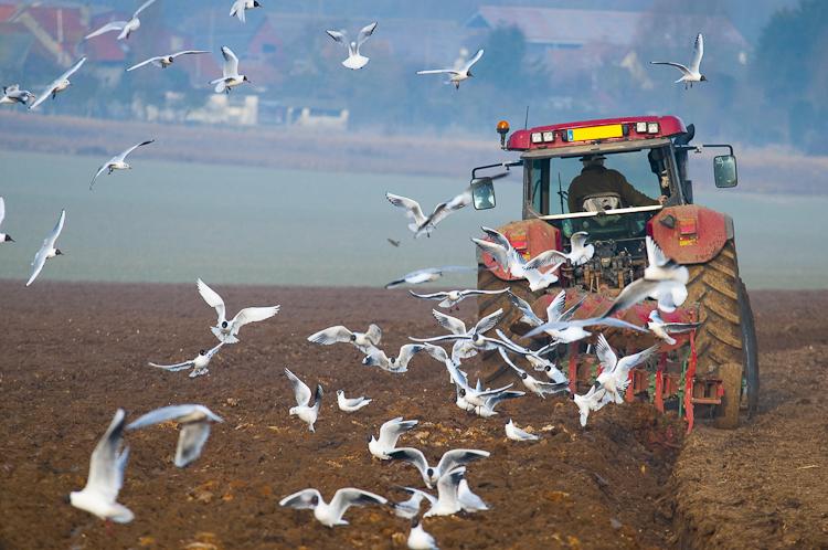 Il ouvre la terre (Frédérique de Rancourt)