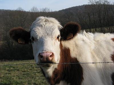 Une journée à la campagne