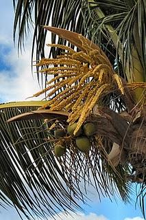 Le sucre de coco, ce trésor de la Nature