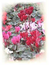 Menton et sa fête des citrons (Alpes-Maritimes)