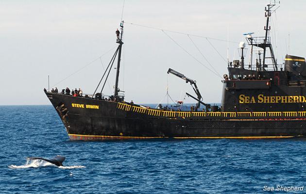 Victoire de Sea Shepherd contre les baleiniers japonais