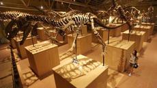 Brontomerus, le dinosaure athlétique