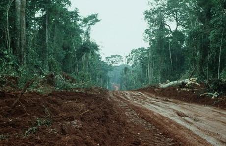 Congo : 25 millions d’hectares de forêts menacés à long terme