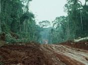 Congo millions d’hectares forêts menacés long terme