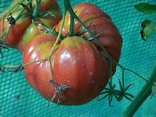 Tomates dans la serre