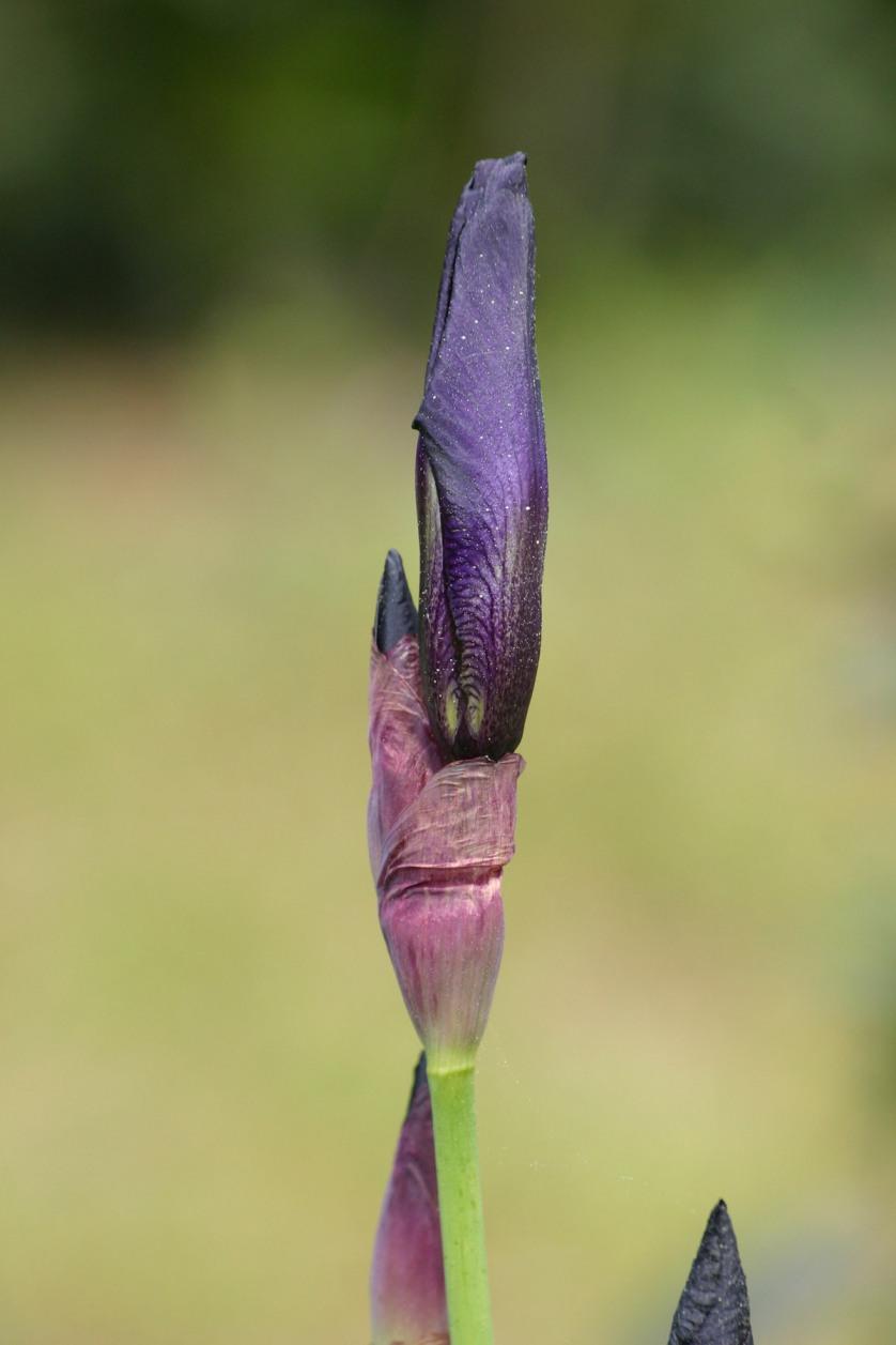 Une fleur en bouton (Michel Bonté)