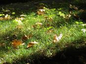 feuilles (Michel Bonté)