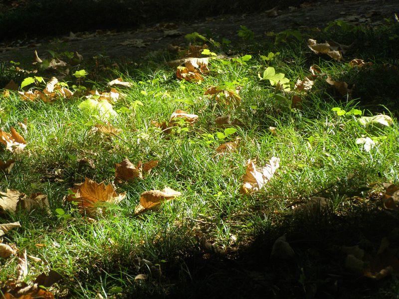 Les feuilles (Michel Bonté)