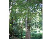 viandard, espèce invasive...