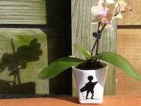 Orchidée, quand la tasse fait le vase…