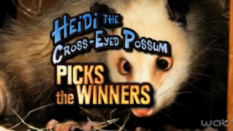 Oscars 2011 ... Heidi l'Oppossum nous donne une partie des gagnants
