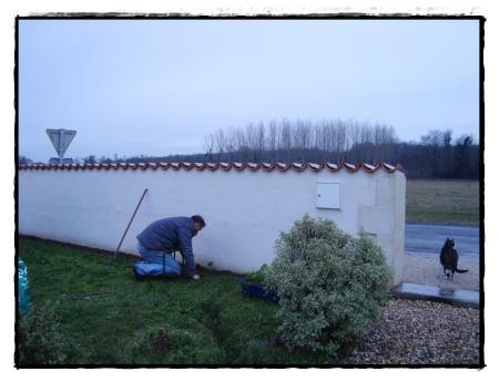 Les roses trémières, 22 février 2011