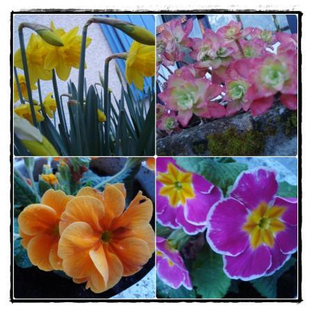 Les roses trémières, 22 février 2011