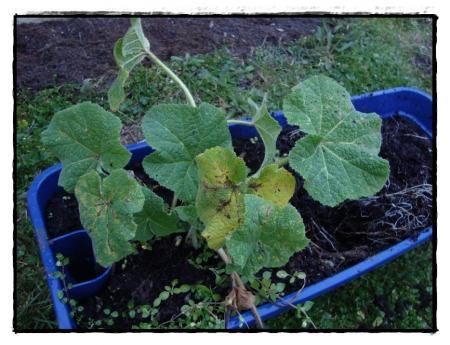 Les roses trémières, 22 février 2011