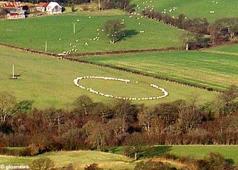 Des moutons adeptes de la géométrie