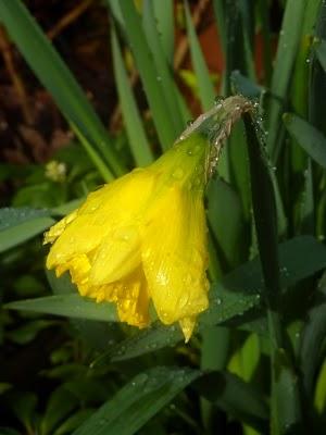 ...Le jardin progresse , les premières jonquilles sont là...