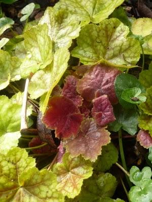 ...Le jardin progresse , les premières jonquilles sont là...