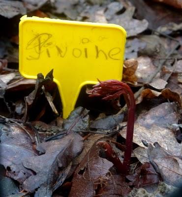 ...Le jardin progresse , les premières jonquilles sont là...