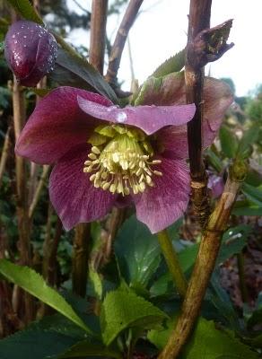 ...Le jardin progresse , les premières jonquilles sont là...