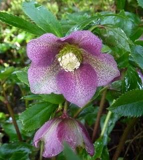 ...Le jardin progresse , les premières jonquilles sont là...