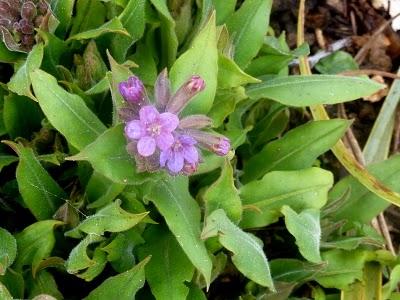 ...Le jardin progresse , les premières jonquilles sont là...
