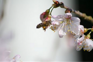 Des morts mystérieuses !
