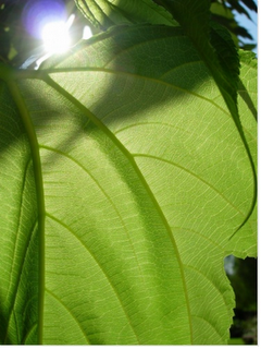 Evènement dans un Zoo du sud de l’Australie