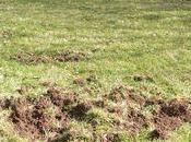 rôle sangliers dans biodiversité....de jardin