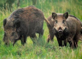 sangliers