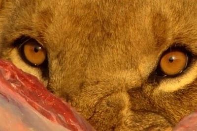 Quinze lions affamés ..