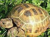tortue