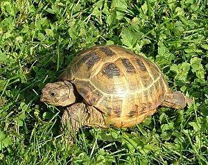 tortue