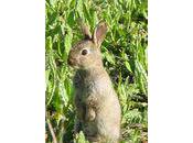 Accident chasse Arcis-le-Ponsart torse raison, lapin sucre...